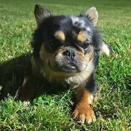 French Bulldog Stud Available in Dallas, TX in Dallas, tx