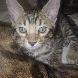 Bengal Kittens Available in Plymouth, wi