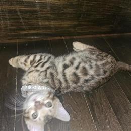 Bengal kitten ready for her forever home in Plymouth, wi
