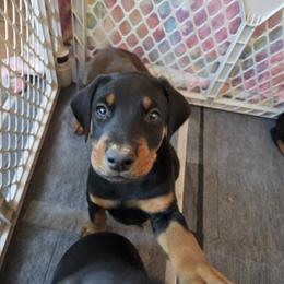 AKC Male Doberman Available in Corbin, ky