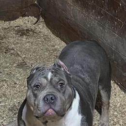 American Bully Mother and Daughter for Adoption in Franklin, nh