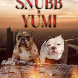 American Bully Female Available for Adoption in Albany, ny