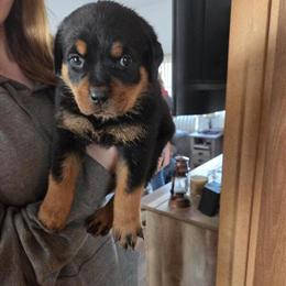 Rottweiler Puppies Available in Springport, mi