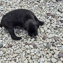 AKC Boxer Puppies for Sale in Middlebury, Indiana in Middlebury, in