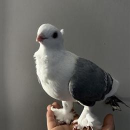 German Owl Pigeon for Adoption in Brooklyn, ny