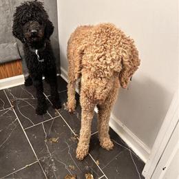 Poodles available for rehoming with a fee in Washington, dc