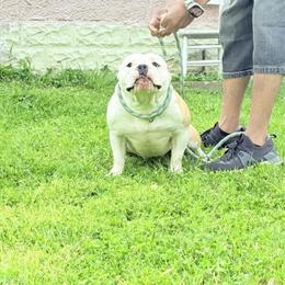 American Bully - Two Beautiful Females for Sale in Indianapolis, in