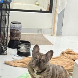 French Bulldog - Beautiful Female, 1 Year Old with Papers in Indianapolis, in