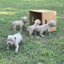 American Bully Male Available for Stud in Goochland, va