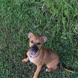 Male Doberman Puppy for Sale in Goochland, va
