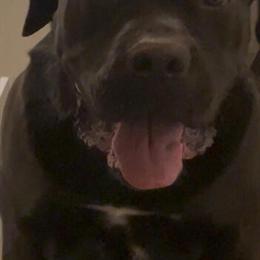 Cane Corso Male Available for Stud Service in Novi, mi