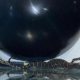 Nile Monitor Lizard for Sale - Smart and Tame Reptile Companion in Novi, mi