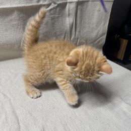 Persian Exotic Short Hair Boy Available for Adoption in Milford, ct