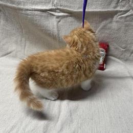 Persian Cat - Red and White Male Looking for Forever Home in Milford, ct
