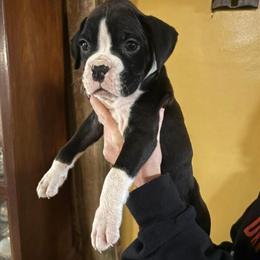 AKC Boxer Puppies Available for $1000 in Port Huron, mi
