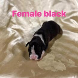 AKC Boxer Puppies Available Now in Port Huron, mi