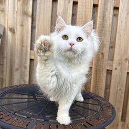 Ragdoll Kitten - Friendly and Cuddly in Gurnee, il
