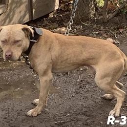 Redboy Pit Bull Stud Service Available in Newport News, va