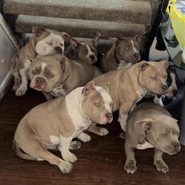 American Bully Puppies - 25% Off for Christmas Sale in Portsmouth, va