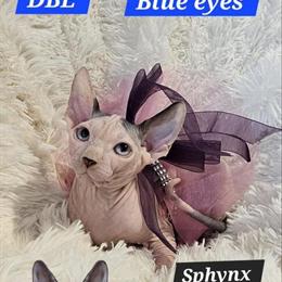 Sphynx Kittens Ready for New Homes in Chicago, IL in Chicago, il