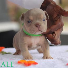 French Bulldog Puppies from Grand Champion Flip, Crown Bloodline in York, pa