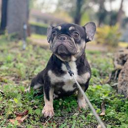 Female French Bulldog for Adoption in Orlando, fl