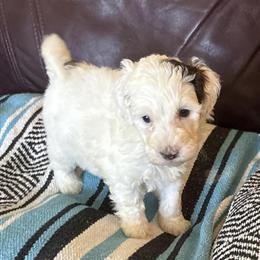 Mini Labradoodle Puppies - 8 Weeks Old in Georgetown, ky