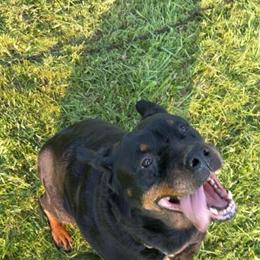 Rottweiler Pair for Sale to a Good Home in London, oh