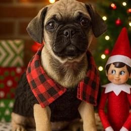 Mini Pug Boy - 4 Months Old, Under 10 lbs in Moreno Valley, ca