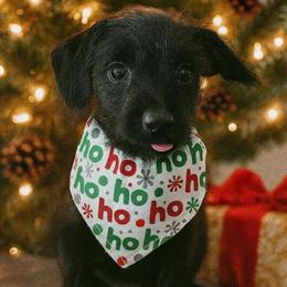 Toy Poodle Chihuahua Boys for Adoption in Moreno Valley, ca