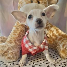 Mini Bull Terrier Chihuahua Puppies for Adoption in Moreno Valley, ca