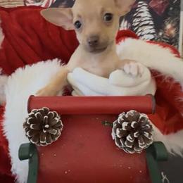 Tiny Chihuahua Puppy - Litter Box Trained and Ready for a New Home in Moreno Valley, ca