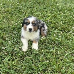 AKC Australian Shepherd Puppies Available - Males in Black Tri and Blue Merle in Lynchburg, va