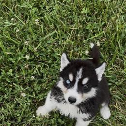 Siberian Husky Puppies - AKC Registered, Available Now in Lynchburg, va