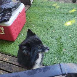 Pomski Roxie Needs a New Home in Fort Wayne, in