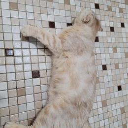 Scottish Fold Kittens for Sale - Playful and Affectionate in Philadelphia, pa