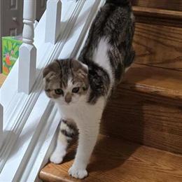 Scottish Fold Female Kitten for Sale - Born March 25th in Philadelphia, pa