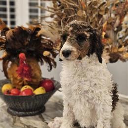 Standard Poodle Puppies AKC - 3 Females Available in Warren, mi