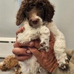 Standard Poodle Puppies Available in Warren, mi