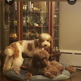Poodle Puppies Available - 4 Females and 1 Male in Warren, mi