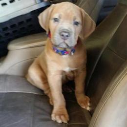 Cane Corso Puppies from Pure Royalty Majestic K9s - 2025 Litters Planned in Dallas, tx