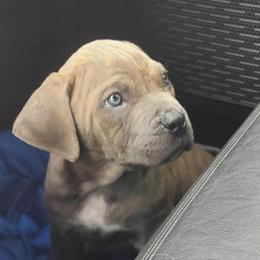 Cane Corso Puppies from Imported Italian Bred Lines Available in Dallas, tx