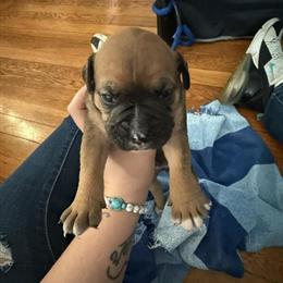 Olde English Bulldogge Puppies Available in Lexington, ky
