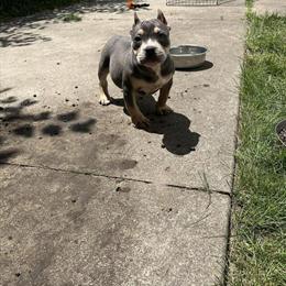 Bully puppy seeking a loving home in Detroit, mi