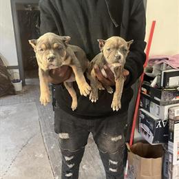 8 Week Old Bully Puppies ABKC Registered in Detroit, mi