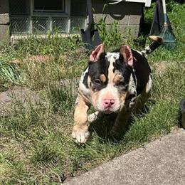 Tri Merle Male Puppy Seeking New Home in Detroit, mi