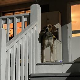 Free American Foxhound in Roanoke, va
