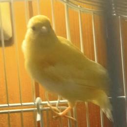 Canaries and Society Finches for Sale - Beautiful Singing Birds in Grand Ledge, mi