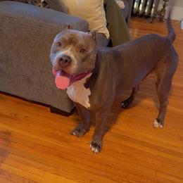 Rehome American Bully named Assad in Hagerstown, md
