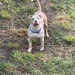 Rehome Female American Bully XL Puppy in Hagerstown, md